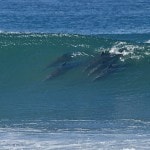 A trio of dolphins is seen swimming within the rolling waves of the ocean. The clear blue water showcases the dolphins' sleek forms as they glide beneath the surface, while sunlight sparkles on the undulating waves above.