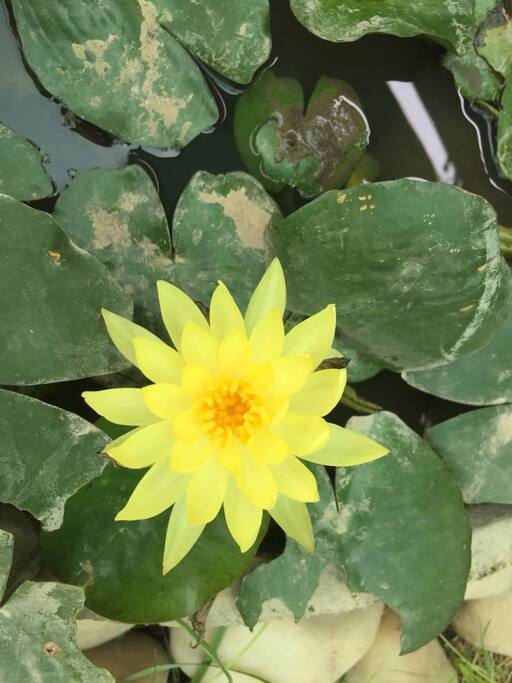 Glimpse of the Garden