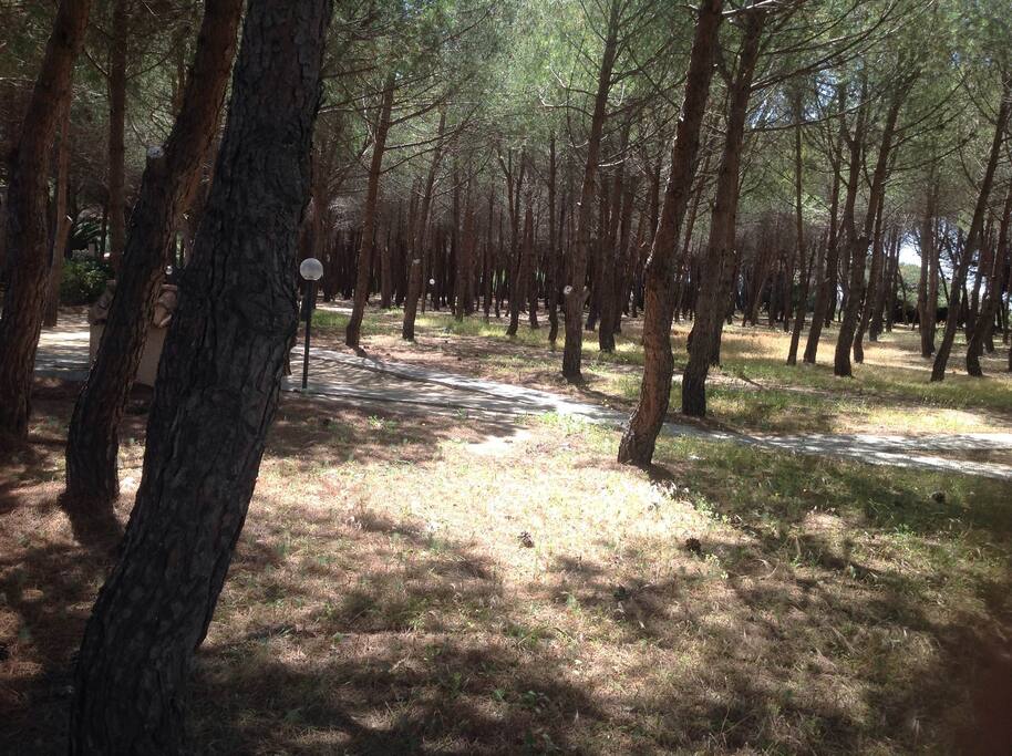 pine wood