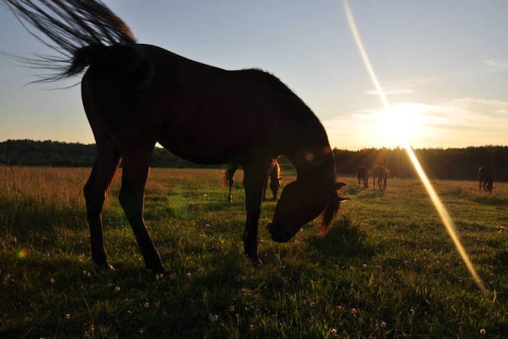 Horse Sanctuary.