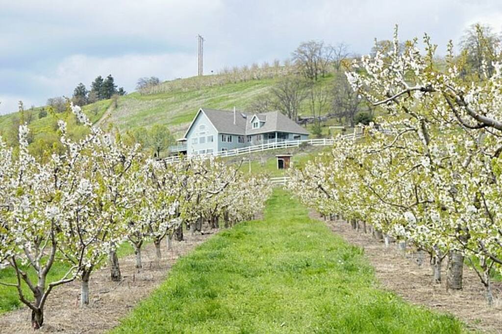 Home in the Orchard