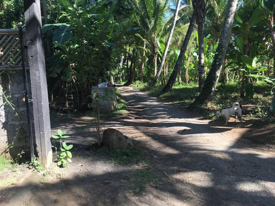 The road to the river