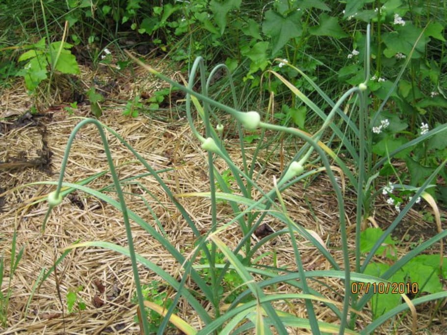 garlic