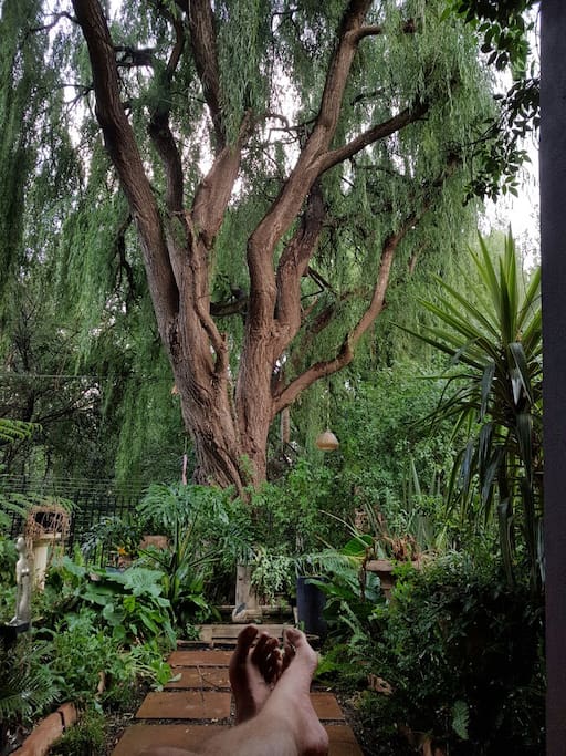 As the Willow whispers ancient messages to the Poplars, my Ellipsis satisfied