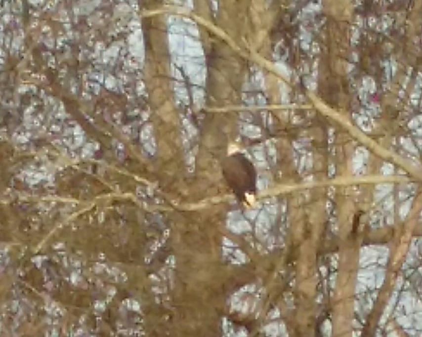 If you are lucky, you might spot a bald eagle! This shot taken 11/2017