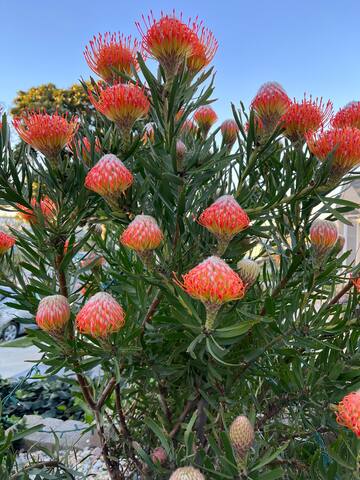 Beach House near World Cup Casa Pacifica w. spa gallery image 5