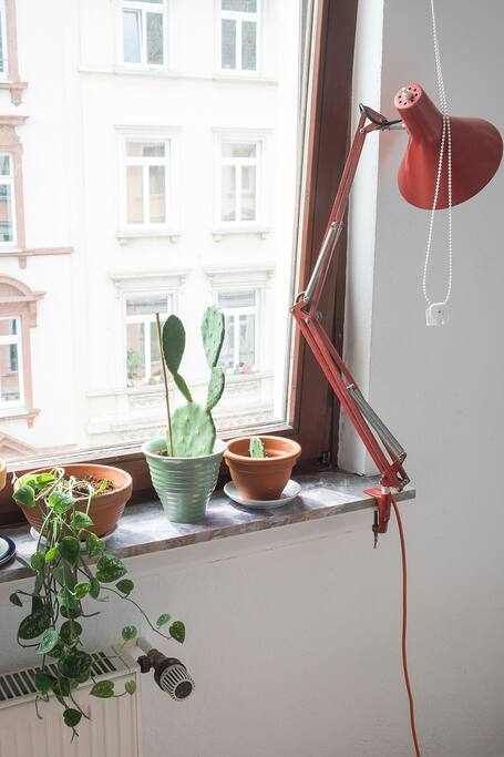 Roller blinds, plants, lamp