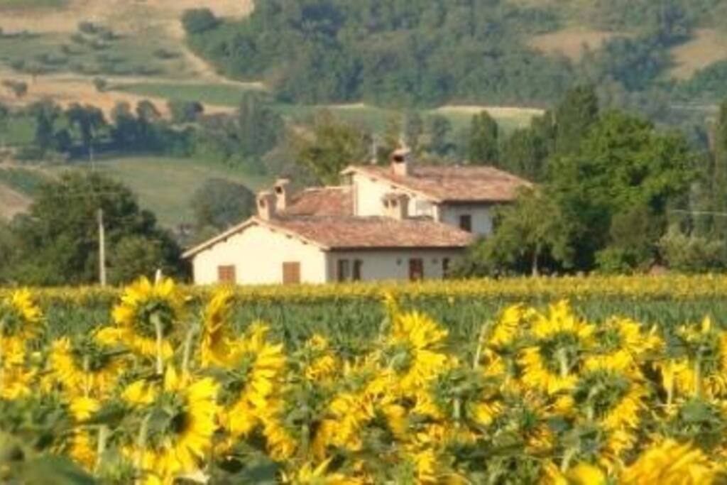 Con i girasoli