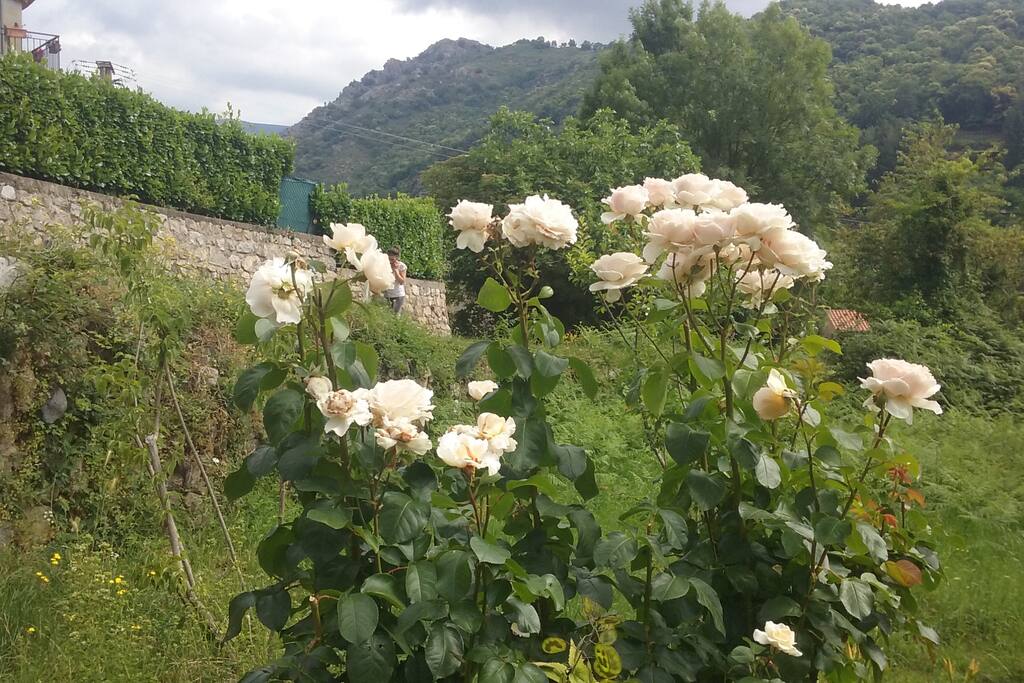 des roses du jardin
