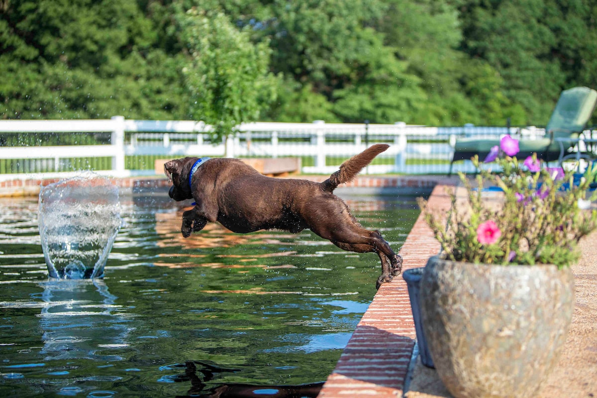A brown dog is captured mid-air, leaping into a natural swimming pond-pool, creating a splash. Surrounding the pond are decorative plants in stone pots. The fenced area is bordered by grassy patches and trees, providing a lush backdrop.