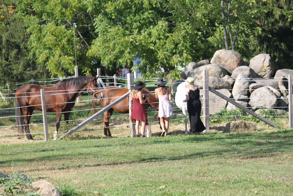 three friendly horses live onsite