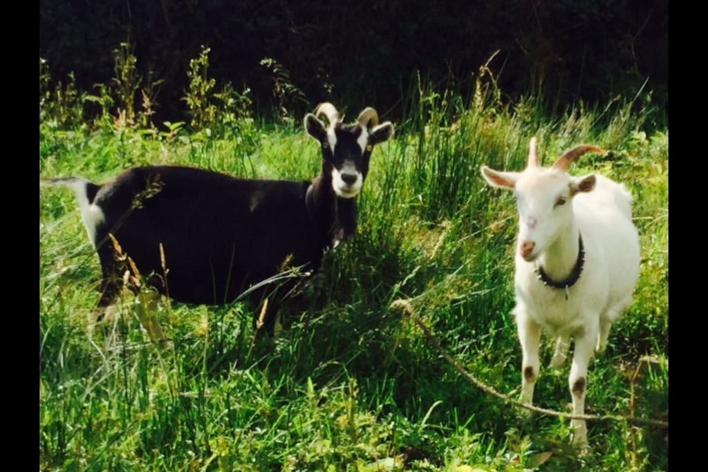 Irene the goat and Molly moo. Follow Irene on Facebook... Search "Irene the goat" ❤️