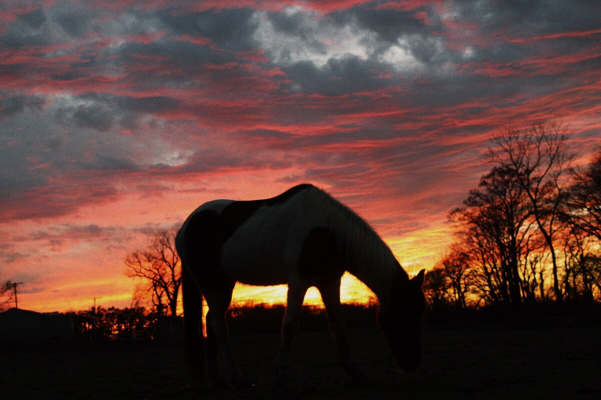 A horse is silhouetted against a vibrant sunset sky, with shades of orange, pink, and purple blending together. The horse's outline contrasts with the colorful backdrop, while trees and distant buildings are faintly visible against the horizon.