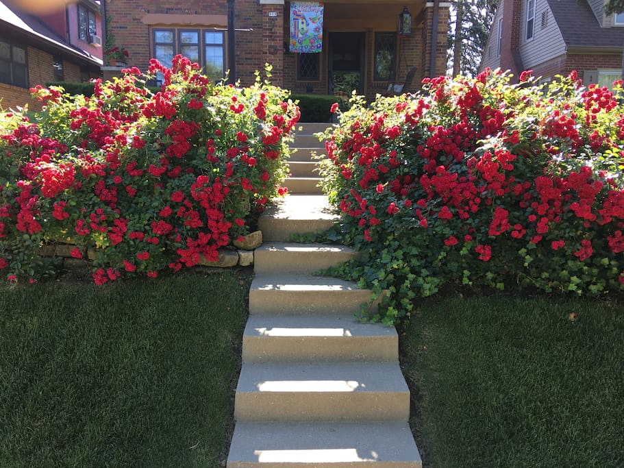 Roses. Roses. Roses. We've been told "we knew we made the right choice staying in this lovely place right from the start." (That makes a host feel good!) #AirbnbwithTerri
