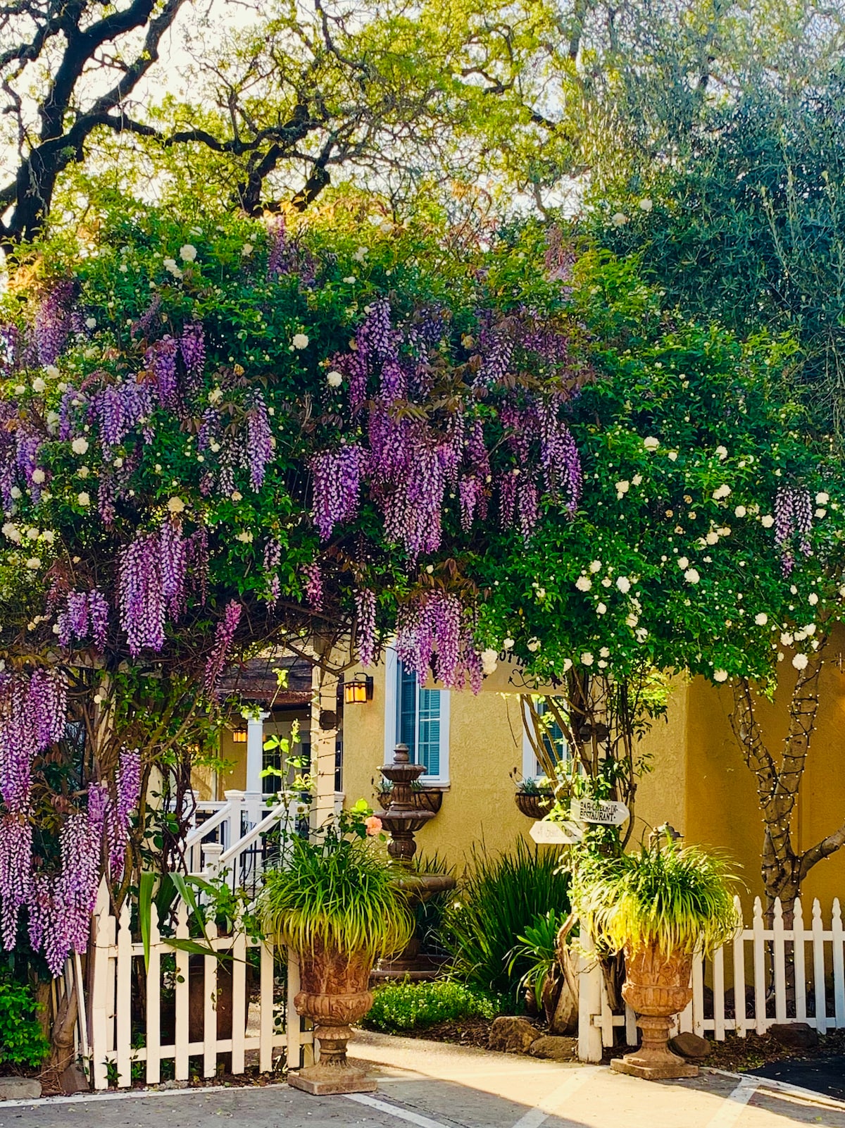 A vibrant garden area features blooming wisteria draping over a lush green archway, with white roses and ornamental grasses adding texture. Two large decorative planters sit at the base, enhancing the welcoming entryway to the cottage located behind a white picket fence.