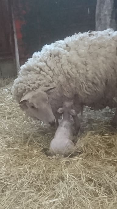 extérieur : animaux de la ferme et toboggan