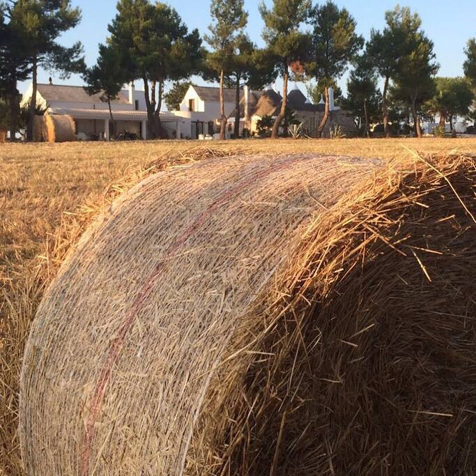 Veduta d'insieme della Masseria dai campi di grano