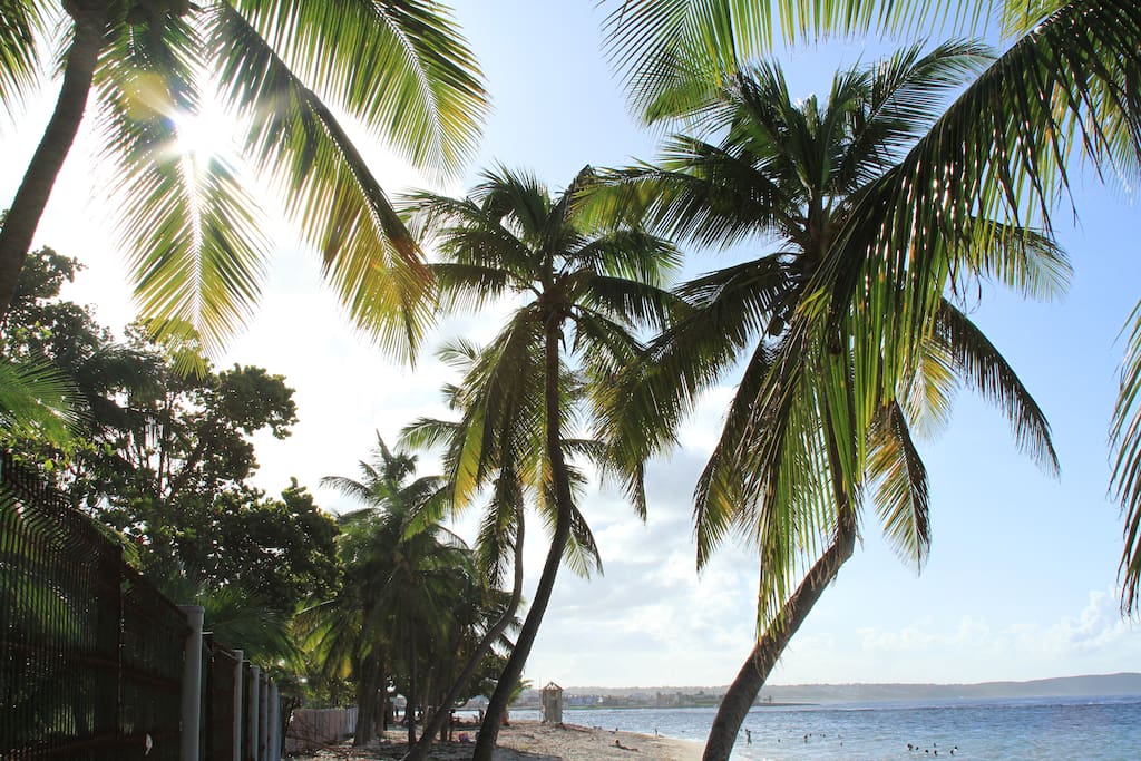 Sous les cocotiers de la plage.