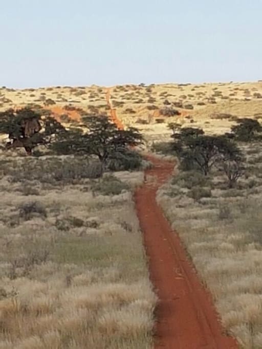 Into the kalahari