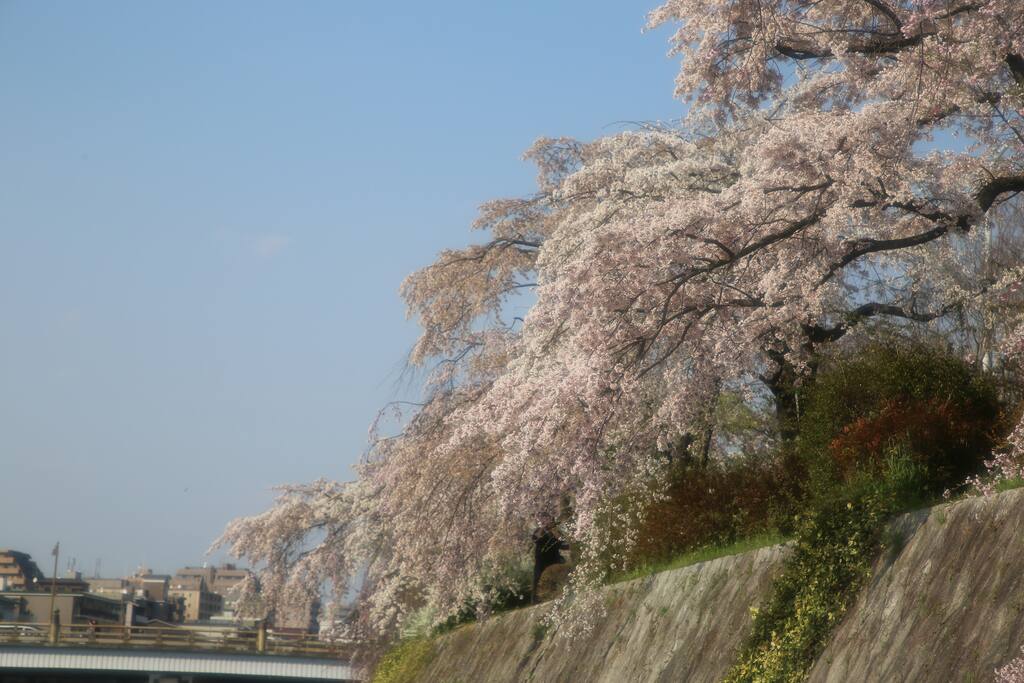 Cherry blossom near our apartment