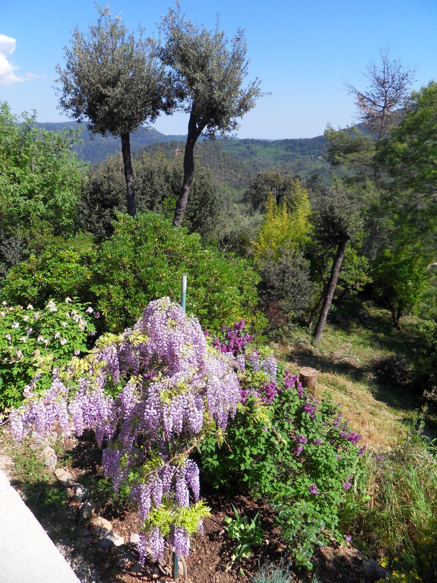 A vibrant garden scene features blooming wisteria with cascading purple flowers, surrounded by lush green foliage. The background reveals distant hills and trees under a clear blue sky, creating a serene natural setting.