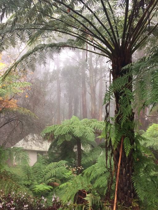 Ferny Glade on a misty winters day