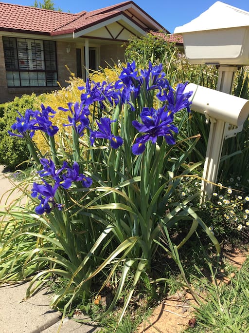 All our lovely iris bulbs come out in the spring!