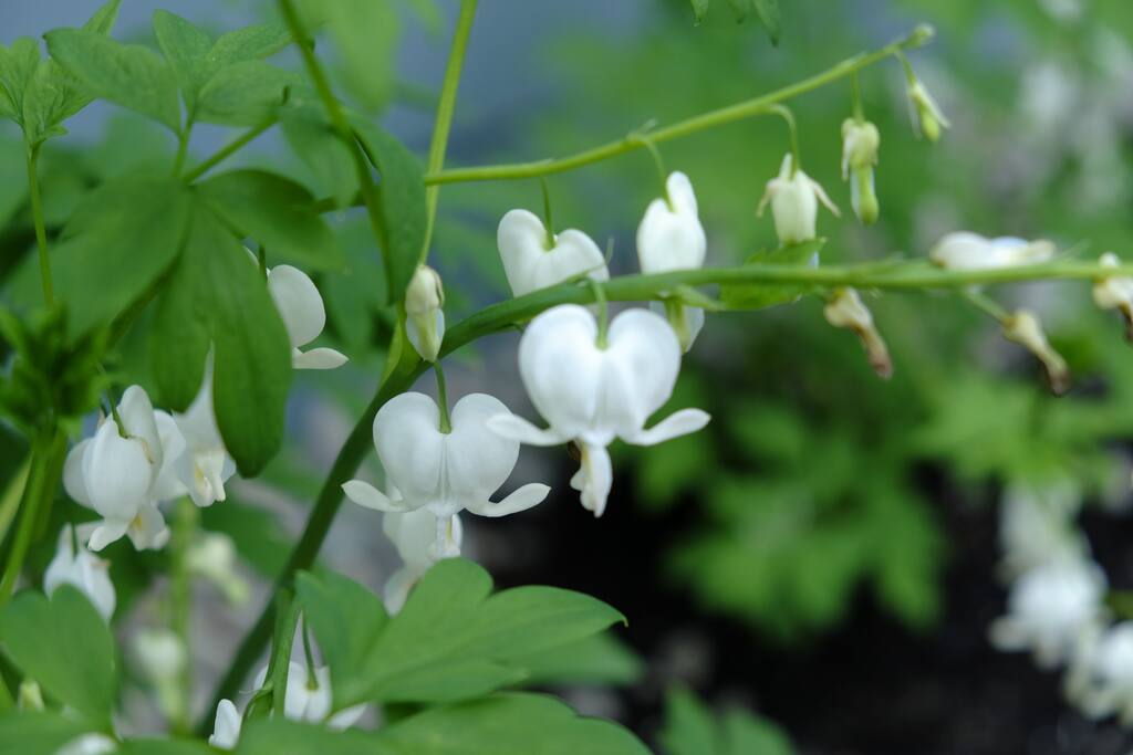 White bleeding hearts