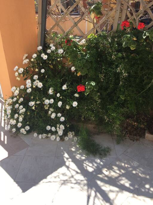 giardino zona ingresso