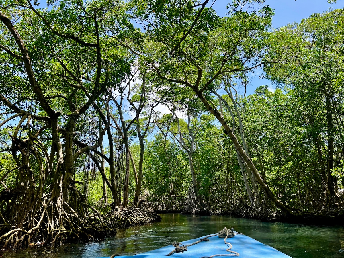 Lush green mangroves frame a serene waterway, with tall trees reflecting in the calm water. Sunlight filters through the leaves, casting dappled light on the scene. A blue boat is visible in the foreground, inviting exploration of this tranquil natural setting.