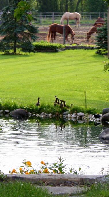 A view of the horses in the back yard