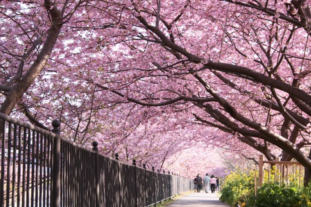Kawazu Cherry Blossom in Feb.