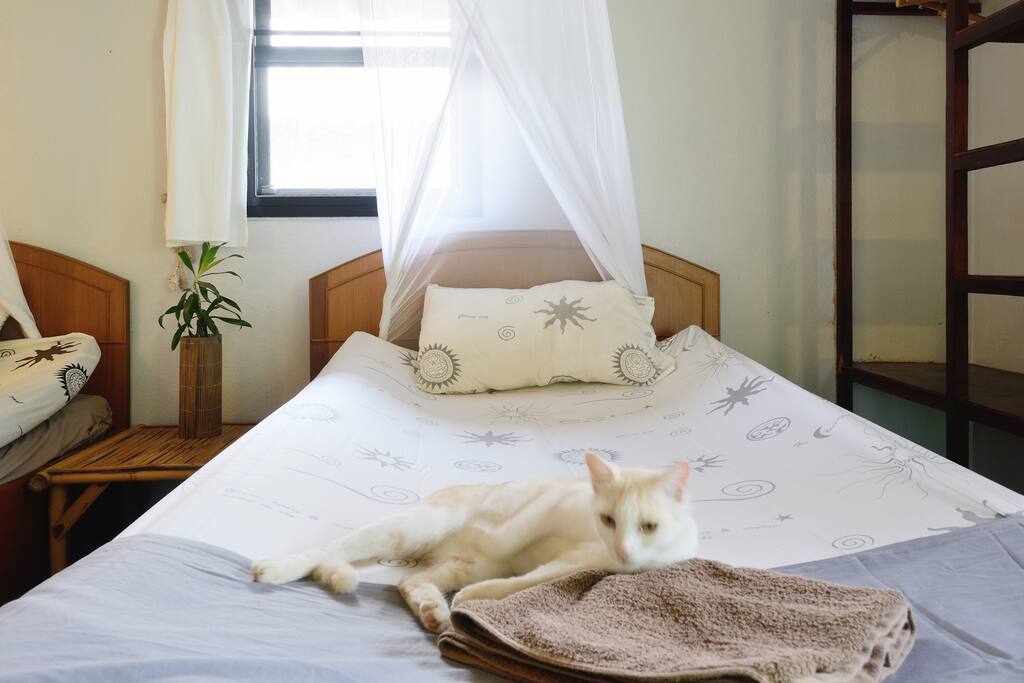 Delta relxing in the room, all of our cats love coming into the bungalows at night for cuddles.