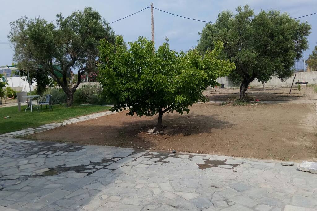 the garden
