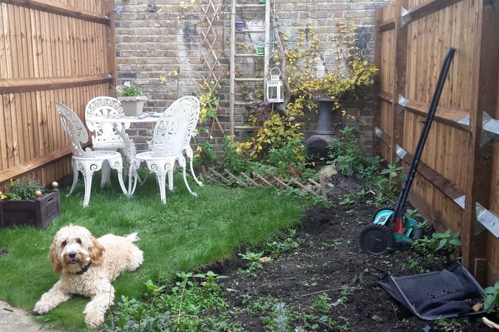 Shared Garden and our dog Frida