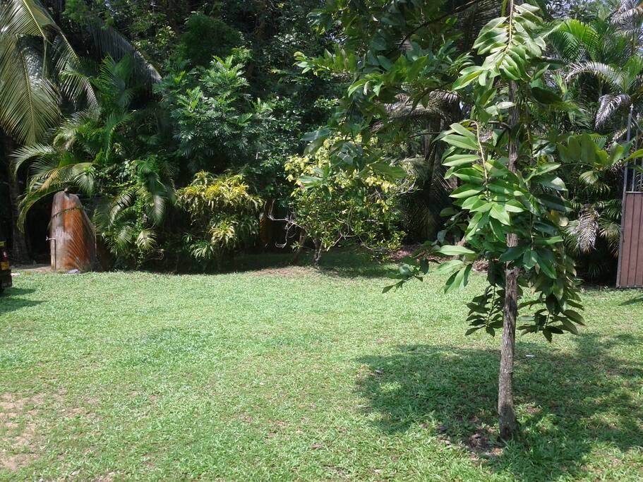 garden