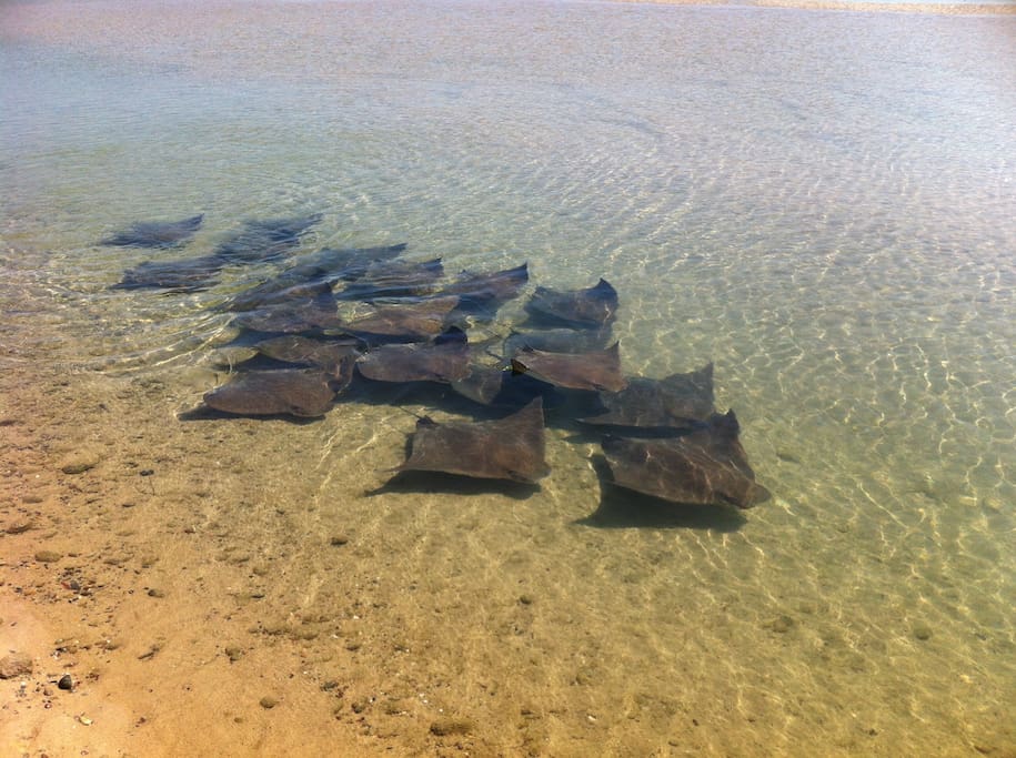 Mudbishop lagoon great place for kids and kiteboarding
