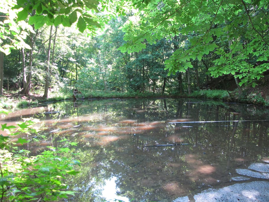 Springfed pond with ducks can be seen from back deck