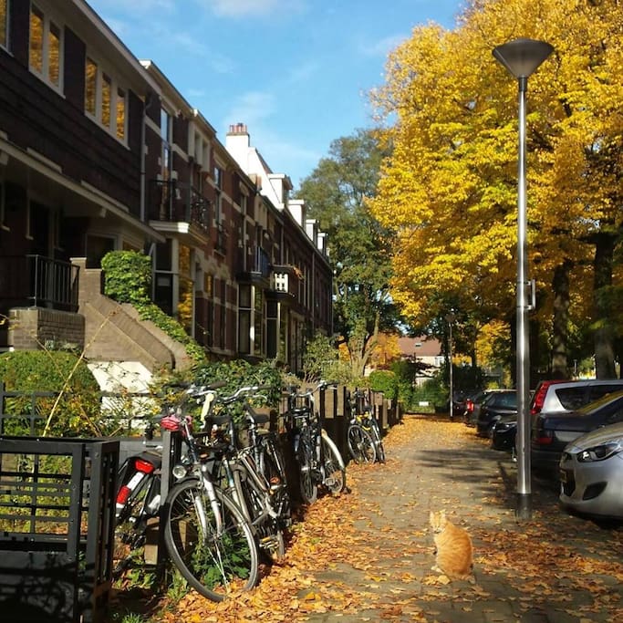 Autumn Streetview with our red cat called Knoet. Parking place available in front of the bnb
