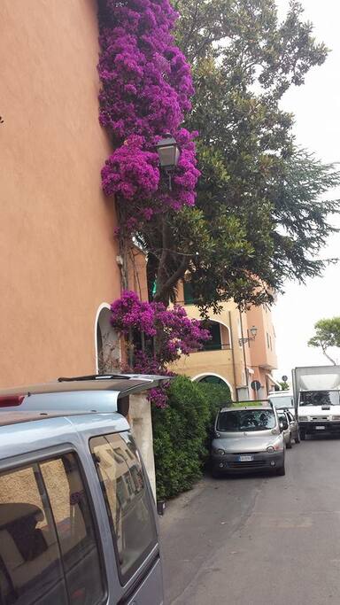 Bouganville sulla facciata