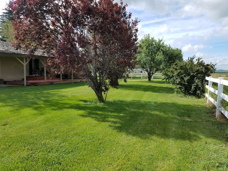 Backyard