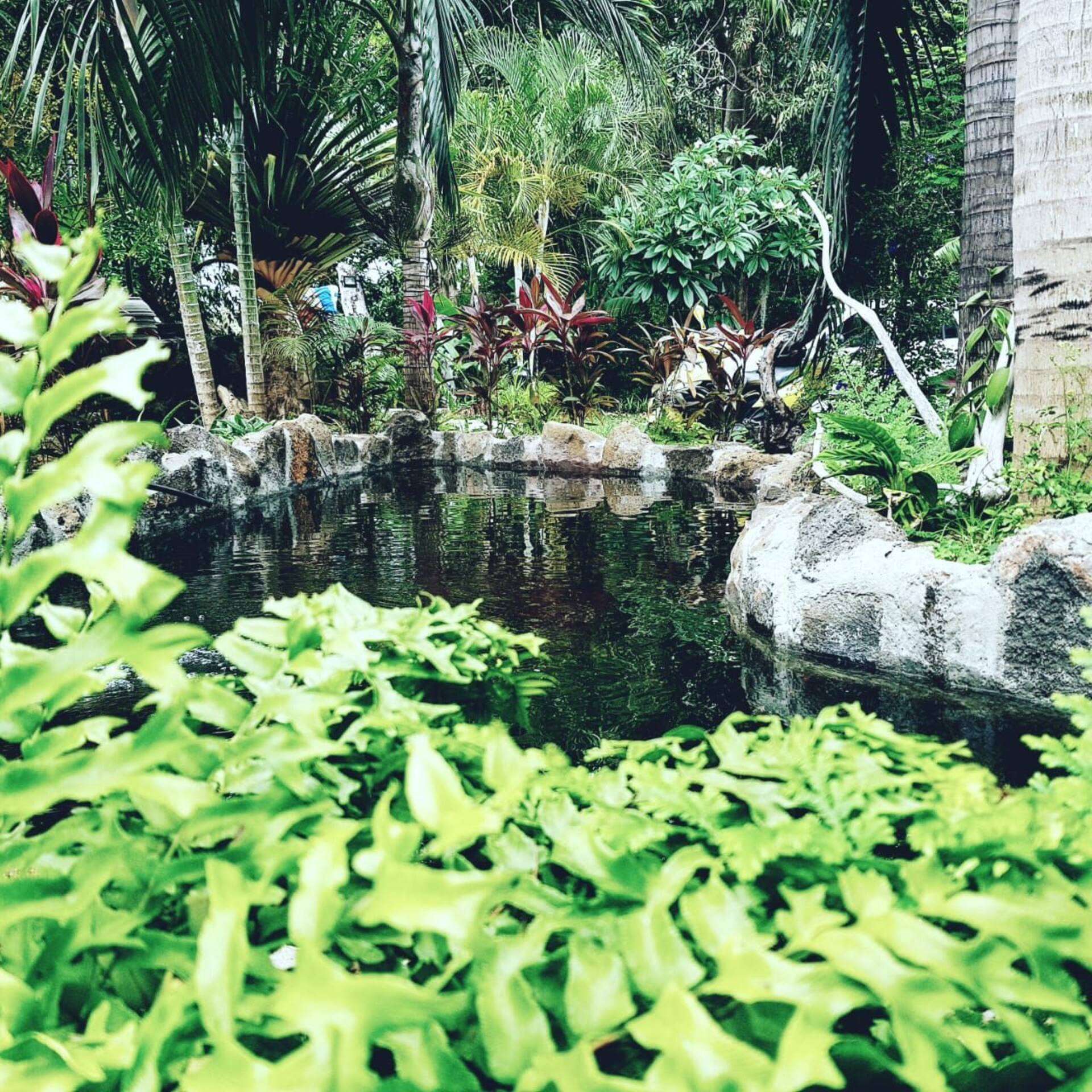 studio paradis tropical chez Charline