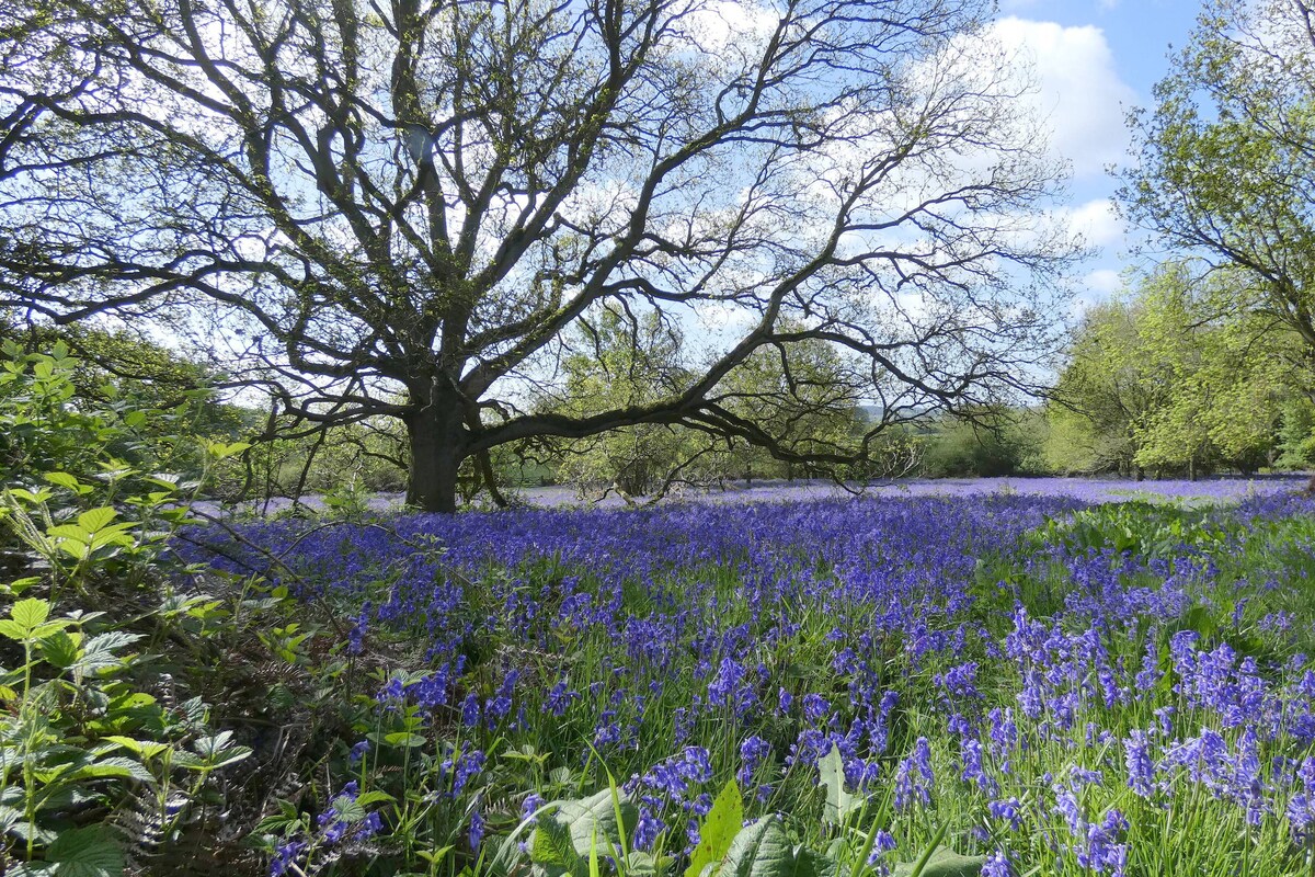 A serene landscape features a wide expanse of bluebells in bloom, creating a vibrant carpet of color under a large, leafy tree. The surrounding area is dotted with lush green foliage, and the sky above is partly cloudy, allowing for soft natural light.