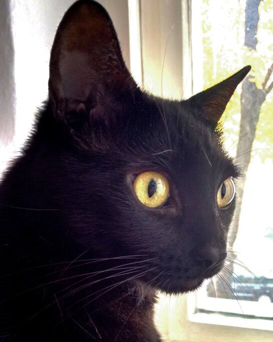 The Cat
