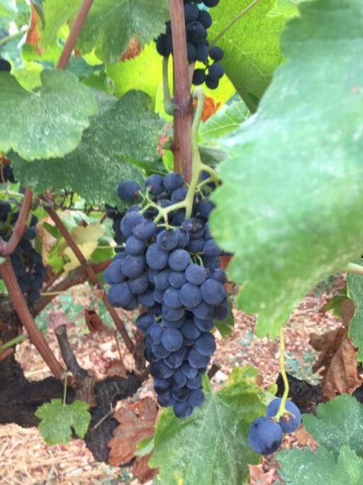 Make Your Next Vacation in a Real Vineyard