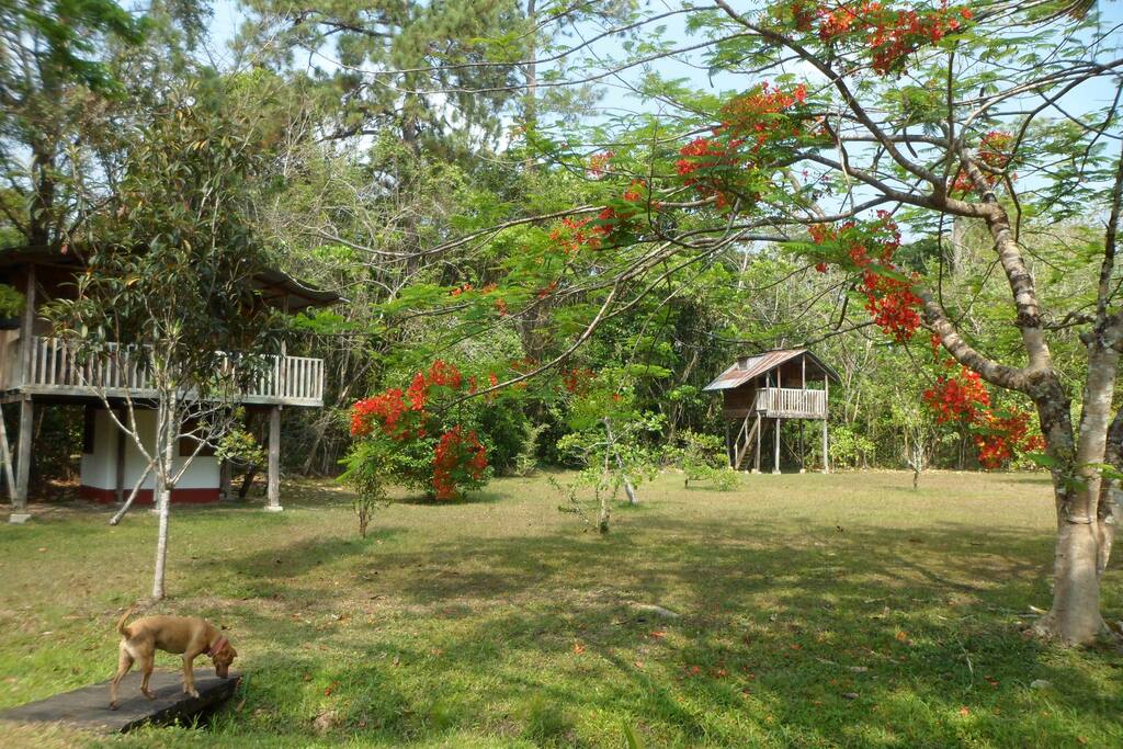 The tree houses are located in our spacious campground.