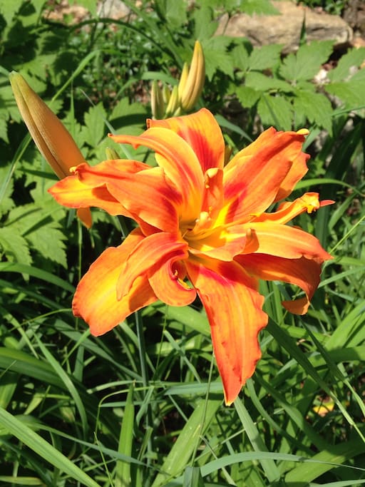 We are surrounded by pine, beech and oak trees... and many gorgeous flowers.
