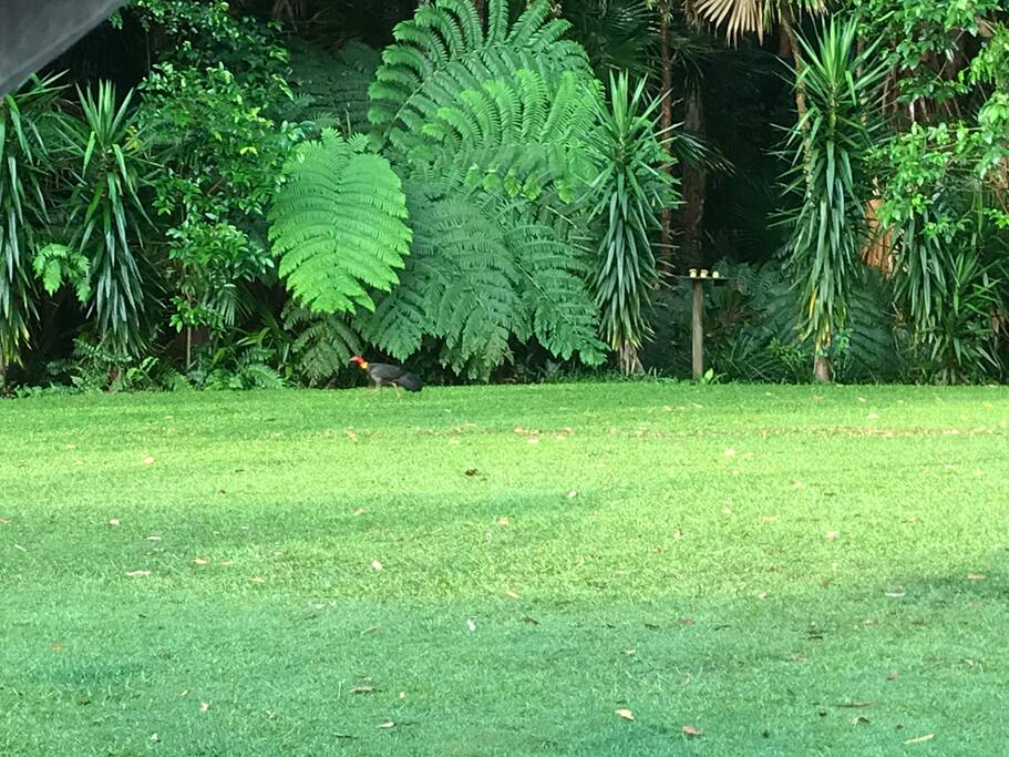 Our resident bush turkey