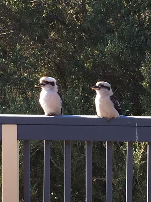Kookaburras coming to say hello on our deck.