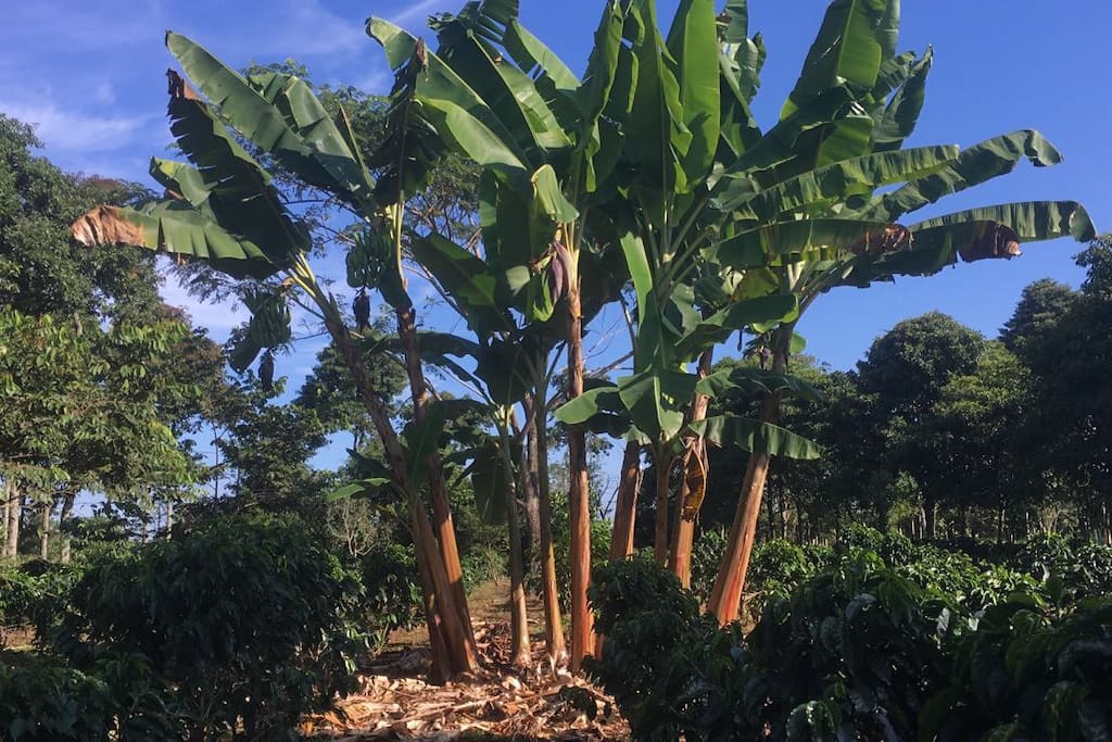 Detail of the banana trees giving shadow to the coffee trees- part of our strategy on climate-change adaptation.